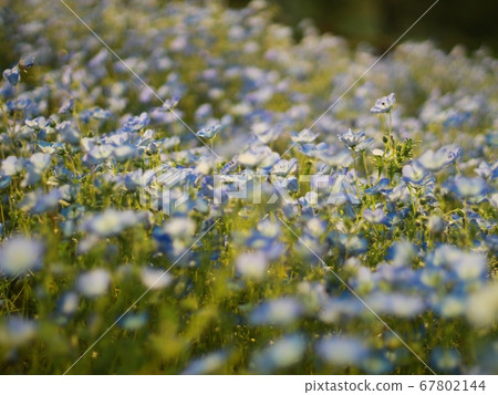 盛開的Nemophila 盛開的Nemophila 67802144