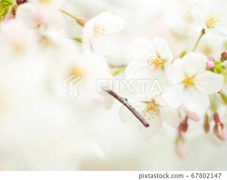 白色櫻花 白色櫻花 67802147