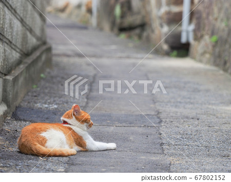Brown and white cat in the back alley of Onomichi, Hiroshima, Japan Brown and white cat in the back alley of Onomichi, Hiroshima, Japan 67802152