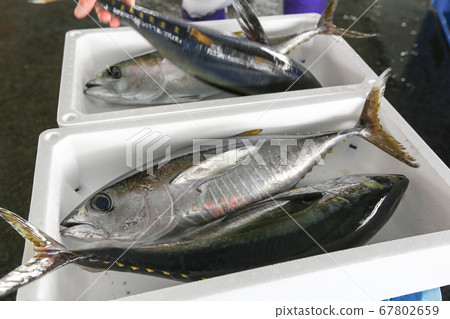 高知縣夏季土佐清水黃鰭金槍魚 67802659