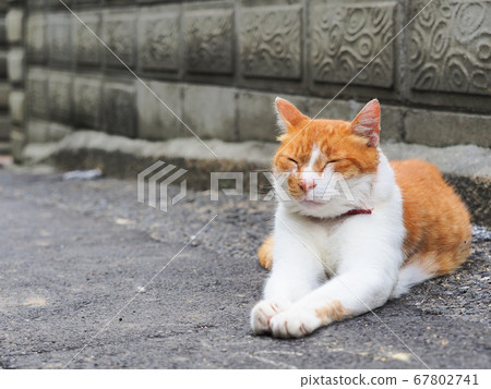 坐在後巷的棕色和白色的蜂鞭貓 67802741