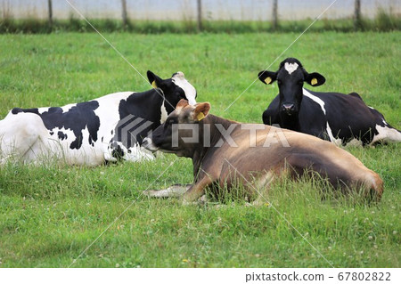 A landscape of a ranch 67802822