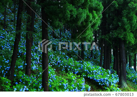 岩手縣石町八仙花鎮森林 岩手縣石町八仙花鎮森林 67803013