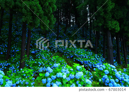 岩手縣石町八仙花鎮森林 67803014