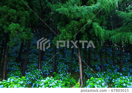 Shizukuishi Town, Iwate Prefecture, Hydrangea Town Forest 67803015