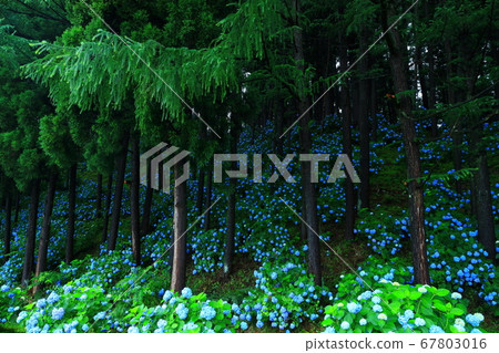 岩手縣石町八仙花鎮森林 67803016