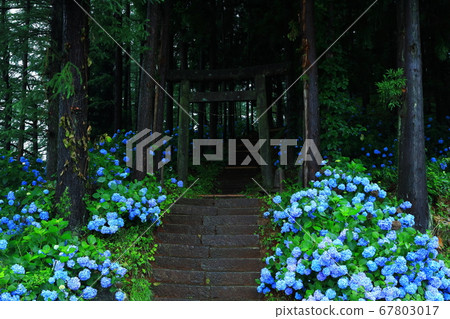 岩手縣石町八仙花鎮森林 岩手縣石町八仙花鎮森林 67803017