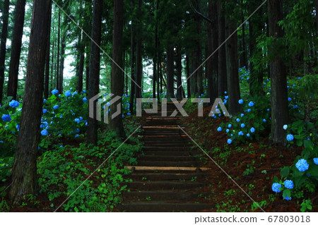 岩手縣石町八仙花鎮森林 67803018