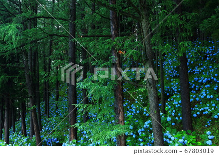 岩手縣石町八仙花鎮森林 67803019