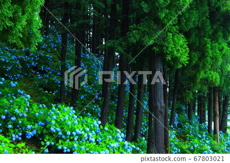 岩手縣石町八仙花鎮森林 67803021