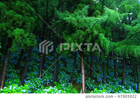 岩手縣石町八仙花鎮森林 67803022