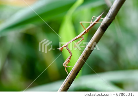 Mantis Mantis 67803313