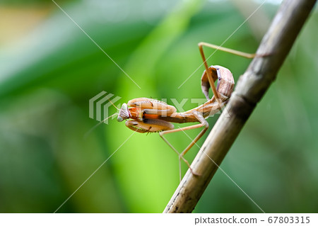 Mantis Mantis 67803315