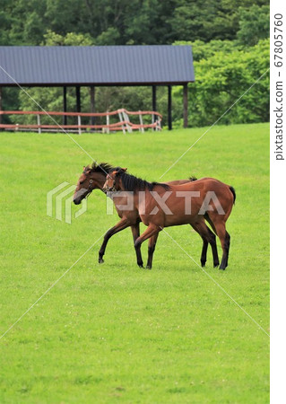 Horse thoroughbred Horse thoroughbred 67805760