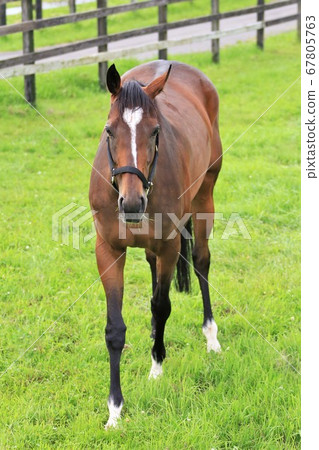 馬純種馬 馬純種馬 67805763