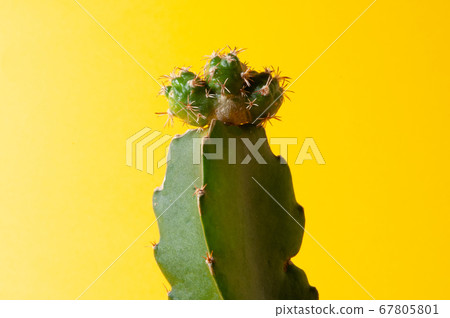 Cactus 67805801