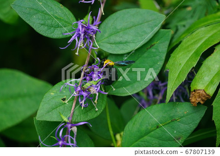 Kimne bee sucking the nectar of Sideshazin 67807139