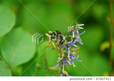 大黃蜂的雌性，吸吮Sideshazin的花蜜 67807421