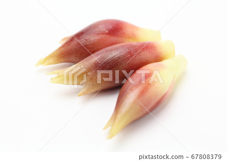 日本生薑 67808379