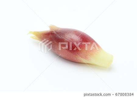 日本生薑 日本生薑 67808384