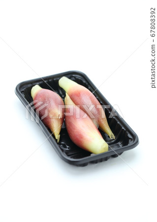 日本生薑 日本生薑 67808392