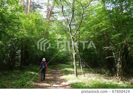 Mt. Fuji walk along the Yoshidaguchi trail 67808429