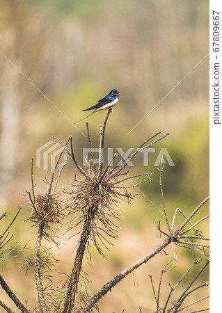 Wild Forest Bird Barn Swallow Sitting On Top Of Dry Pine Branch In Spring Season. Belarus, Belarusian Nature, Wildlife Wild Forest Bird Barn Swallow Sitting On Top Of Dry Pine Branch In Spring Season. Belarus, Belarusian Nature, Wildlife 67809667