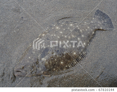 flounder flounder 67810144