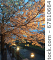 Cherry blossoms at night in the Ashiya River 67810664