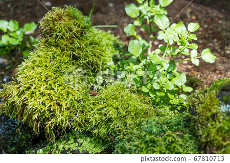 Wasabi field in Otaki spring park 67810713