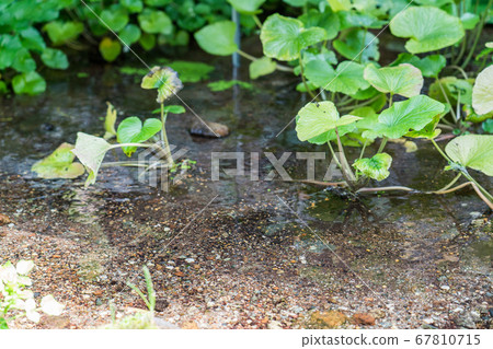 Wasabi field in Otaki spring park Wasabi field in Otaki spring park 67810715