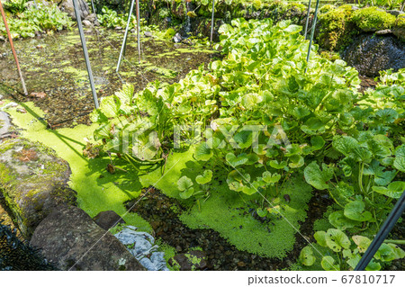 Wasabi field in Otaki spring park 67810717