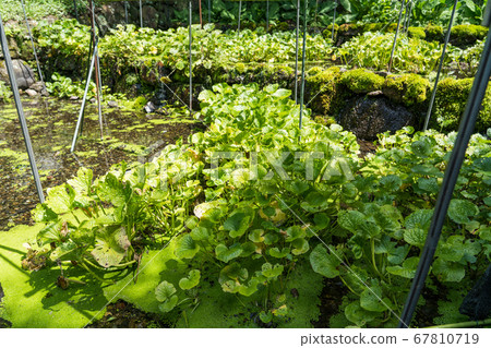 Wasabi field in Otaki spring park 67810719