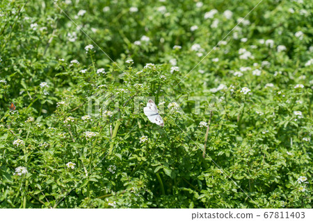 Waterfall in Otaki Yusui Park Waterfall in Otaki Yusui Park 67811403