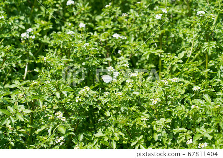 Waterfall in Otaki Yusui Park 67811404