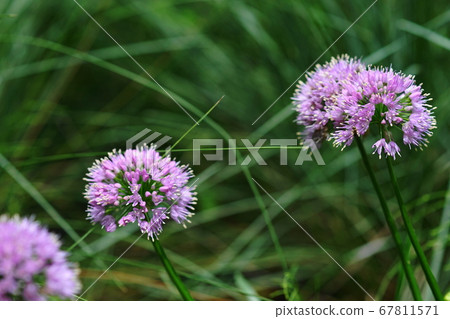 July Chofu 390 Allium (Millennium)/Allium family/Keio Floral Garden Angers 67811571