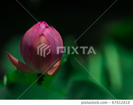Ancient lotus with pink flowers in July 67812818
