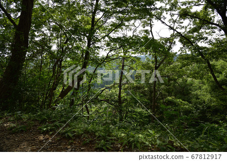 Forest road surrounded by greenery in Shishigahana Park Forest road surrounded by greenery in Shishigahana Park 67812917