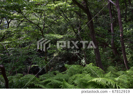 Forest road surrounded by greenery in Shishigahana Park Forest road surrounded by greenery in Shishigahana Park 67812919