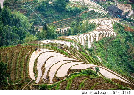 Yaoshan Mountain, Guilin, China hillside rice Yaoshan Mountain, Guilin, China hillside rice 67813156
