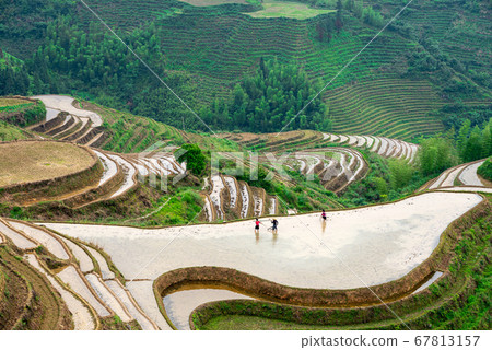 Yaoshan Mountain, Guilin, China hillside rice Yaoshan Mountain, Guilin, China hillside rice 67813157