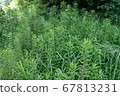 Solidago and other weeds 67813231