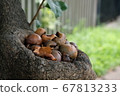 Persimmon fruit stored in a tree cave 67813233