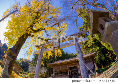 Nakaohachiman ginkgo (Bungo Ono City, Oita Prefecture) Nakaohachiman ginkgo (Bungo Ono City, Oita Prefecture) 67813740