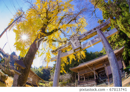 Nakaohachiman ginkgo (Bungo Ono City, Oita Prefecture) Nakaohachiman ginkgo (Bungo Ono City, Oita Prefecture) 67813741