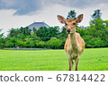 Great Buddha of Todaiji Temple and deer in Nara Park [Japan: Nara] 67814422