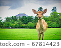 Great Buddha of Todaiji Temple and deer in Nara Park [Japan: Nara] 67814423