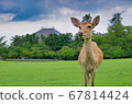 Great Buddha of Todaiji Temple and deer in Nara Park [Japan: Nara] 67814424