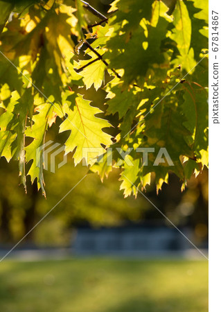 Green kanara leaf 67814867