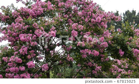 桃金孃/粉紅色珍珠艾灸與許多花 67815025